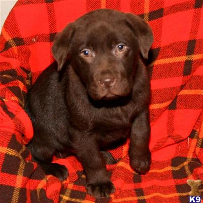 Labrador Retriever Puppies for Sale